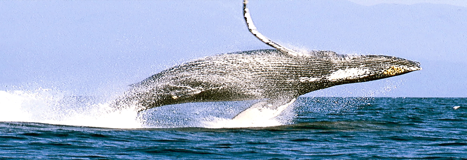 Aventura y Ecoturismo en Baja California